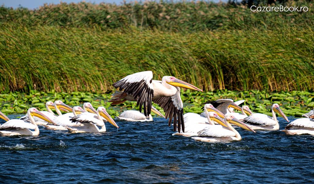 Vacanță în Delta Dunării: plimbări cu barca și observarea biodiversității